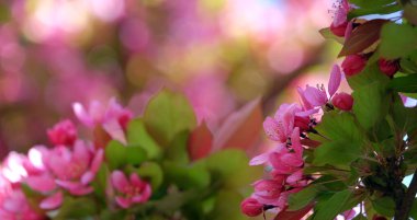 Güzel elma ağaçları çiçek