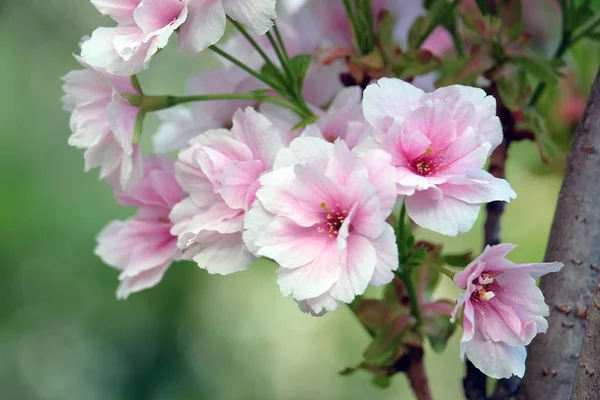Beautiful flowers plums — Stock Photo, Image