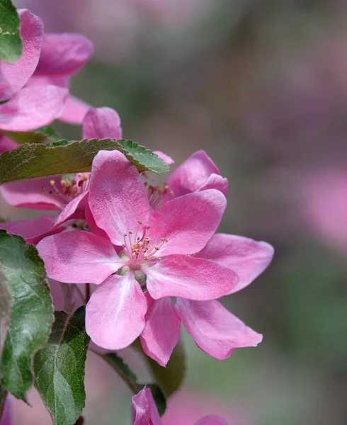 Hermosos manzanos flor — Foto de Stock