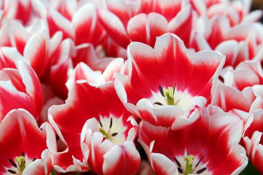 güzel bahar laleler