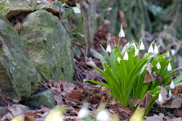 Gotas de neve na primavera — Fotografia de Stock