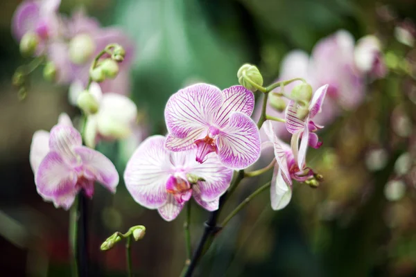 Orkide cins Stadyumu arka plan bulanık