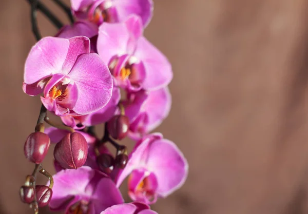 Орхідея на коричневий — стокове фото