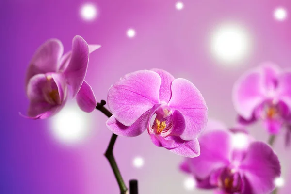 Orchid op paars — Stockfoto