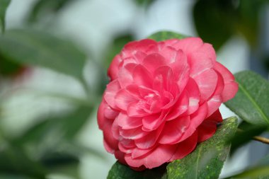 Güzel çiçek açması kamelya