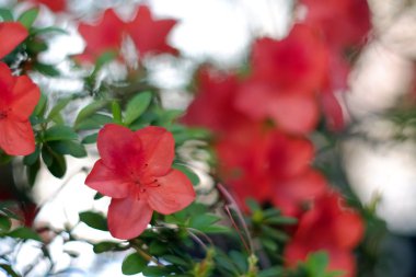 Güzel çiçekli açelya