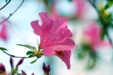 Güzel çiçekli açelya