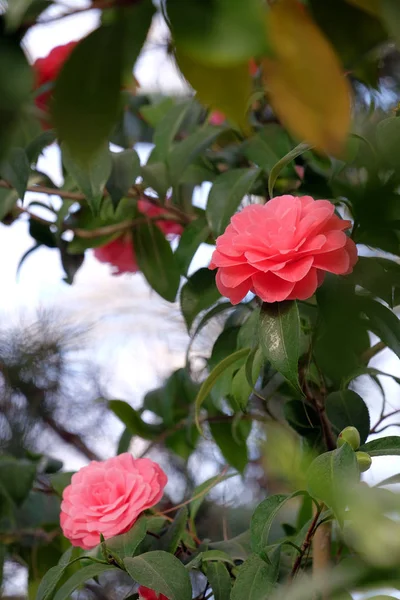 Camélia florescente bonita — Fotografia de Stock