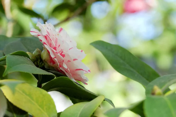 Pięknych kwitnących camellia — Zdjęcie stockowe