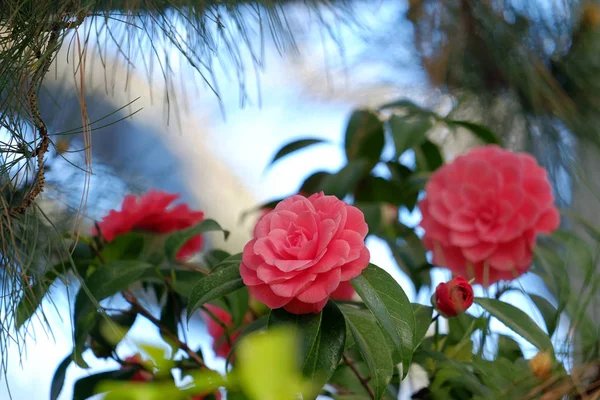 Krásné kvetoucí kamélie — Stock fotografie