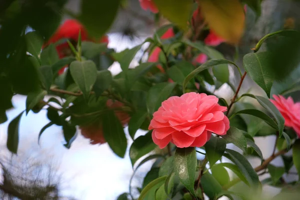 Hermosa camelia floreciente — Foto de Stock