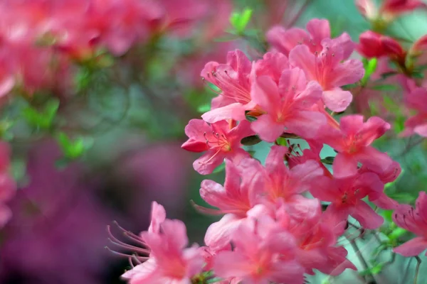 Pięknego kwitnienia azalii — Zdjęcie stockowe