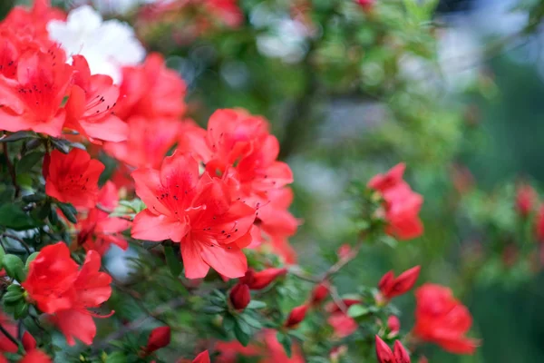 Hermosa azalea de floración —  Fotos de Stock