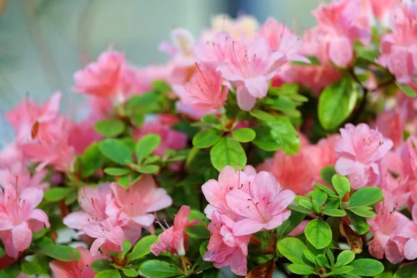 Pięknego kwitnienia azalii — Zdjęcie stockowe
