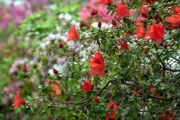 Hermosa azalea de floración —  Fotos de Stock