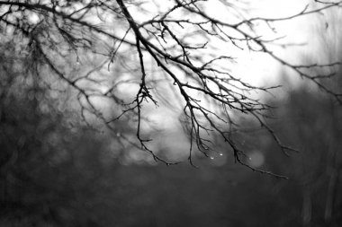 Yağmur damlaları ile şube