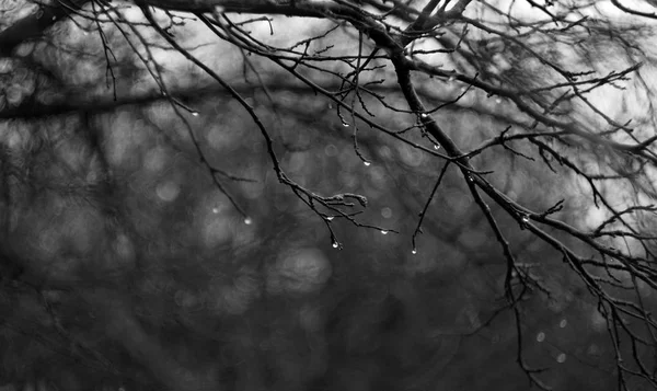 Rama con gotas de lluvia —  Fotos de Stock