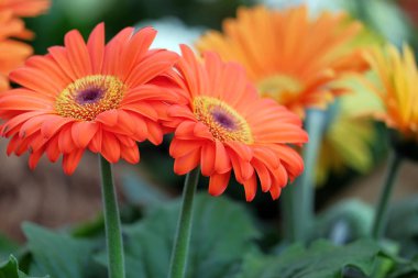 Bulanık bir arka plan üzerinde Gerbera