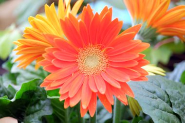 Bulanık bir arka plan üzerinde Gerbera