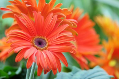 Bulanık bir arka plan üzerinde Gerbera