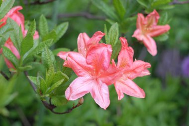 Güzel çiçekli açelya