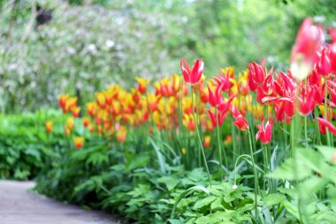 güzel bahar laleler