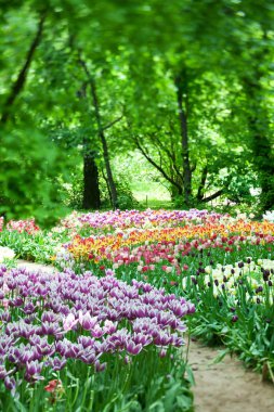 Bahçedeki çiçekli laleler