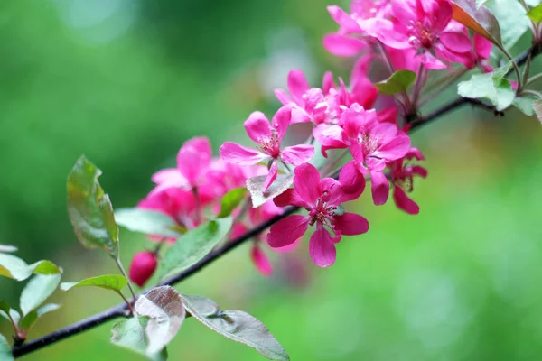 Beautiful apple trees flower — Stock Photo, Image