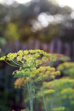 Yakın çekim ot dereotu