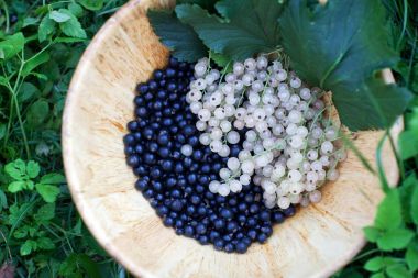 siyah ve beyaz kuş üzümü