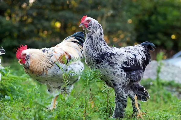 Rooster on the grass — Stock Photo, Image