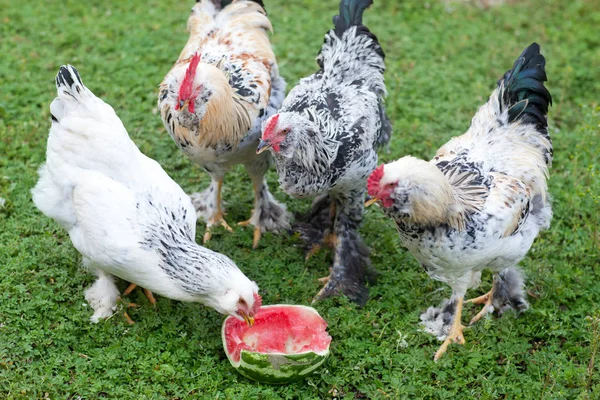 Rooster and chickens — Stock Photo, Image