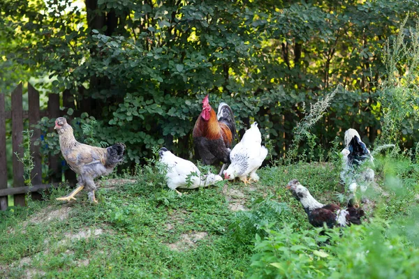 Rooster and chickens — Stock Photo, Image
