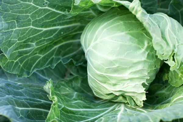 Lahana yakın çekim Başkanı