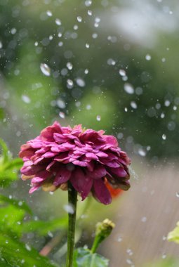 Çiçek zinnia yağmurda