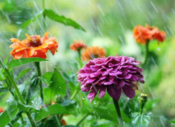 Çiçek zinnia yağmurda