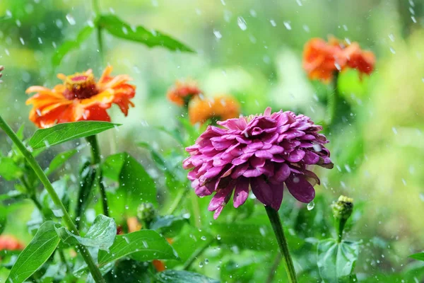 Çiçek zinnia yağmurda