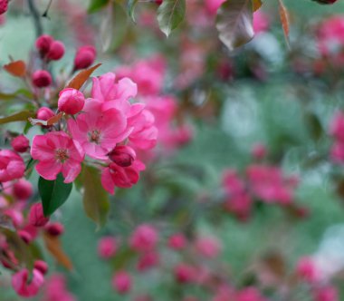 elma ağacının çiçekleri