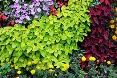 Yapraklar ve çiçekler