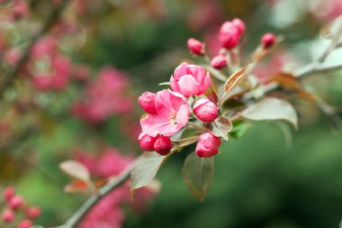 elma ağacının çiçekleri