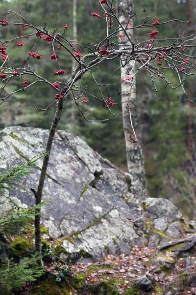 Rowan on the rock — Stock Photo, Image