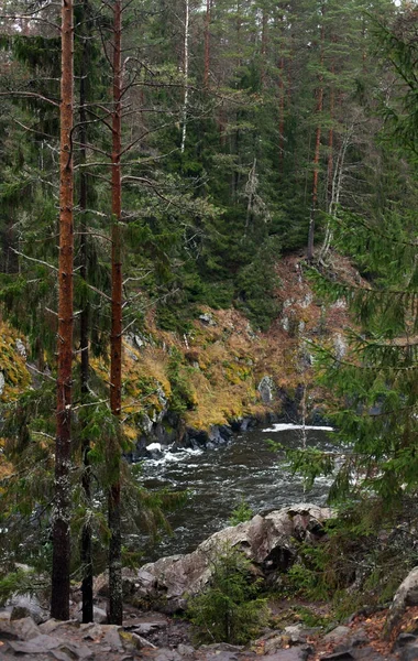 Fiume nella foresta — Foto Stock