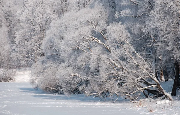 Träd i snön — Stockfoto