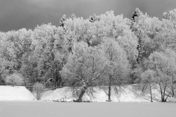 Árboles en la nieve — Foto de Stock