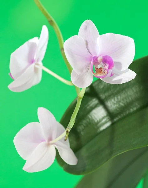 Орхідея на зелений — стокове фото