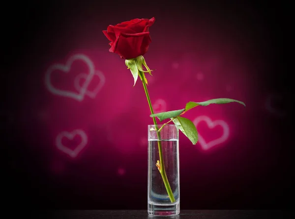 Rose i ett glas — Stockfoto