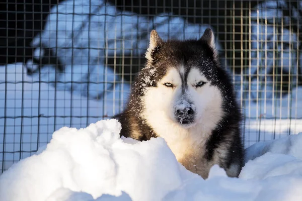 Μεγαλόσωμος σκύλος στο χιόνι — Φωτογραφία Αρχείου