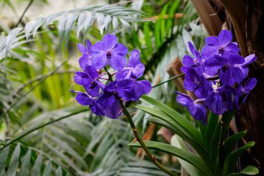 Orkide cins Stadyumu arka plan bulanık
