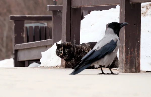 Kedi ve karga — Stok fotoğraf