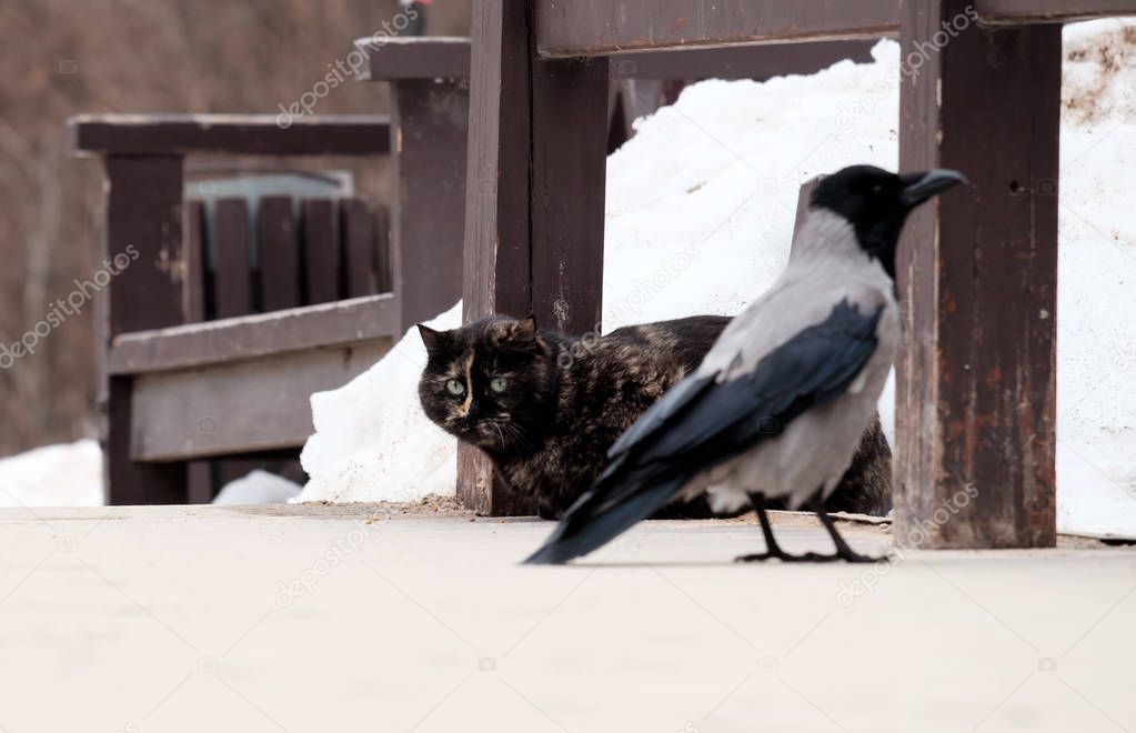 Cat and crow